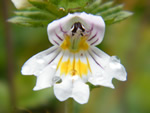 Euphrasia alpina